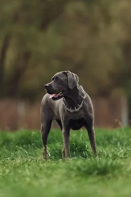 Блю-лейси: яркие и качественные фото собаки