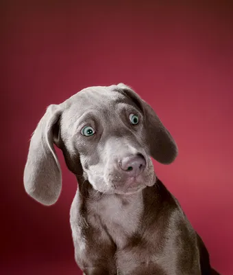Собака породы Блю-лейси: красивые фото для вашего проекта