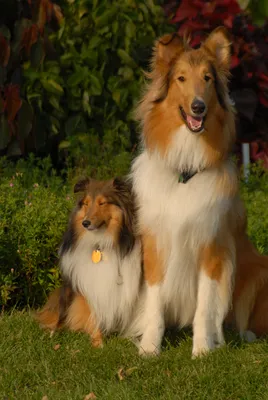 Блю-лейси: красивые фото собаки для скачивания