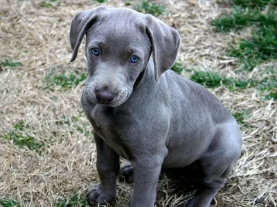 Блю-лейси: собака с ярко-голубой шерстью на фото