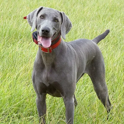 Блю-лейси: фото собаки, которая всегда в хорошем настроении