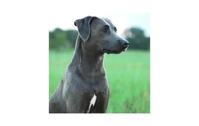 Собака породы Блю-лейси: качественные фото для любителей животных