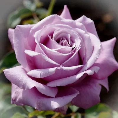 Блю парфюм роза - фото в формате jpg