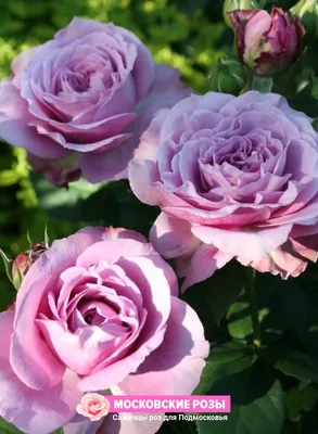 Фото розы Блю парфюм с возможностью выбора размера