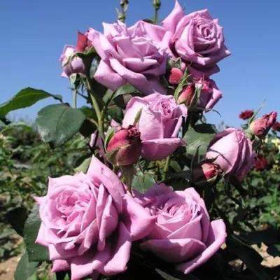 Фотка розы категории Блю парфюм в формате jpg