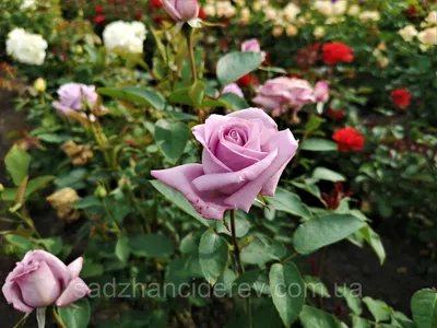Фото Блю парфюм роза c возможностью скачать png