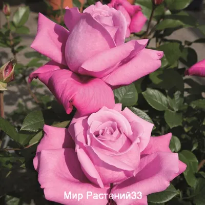 Картинка розы Блю парфюм со скачиванием в webp