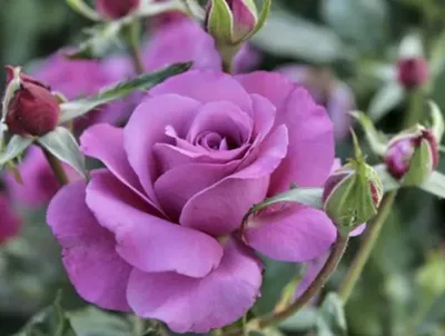 Фотография Блю парфюм роза для скачивания jpg