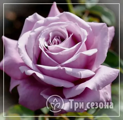 Фото розы Блю парфюм в формате png с выбором размера
