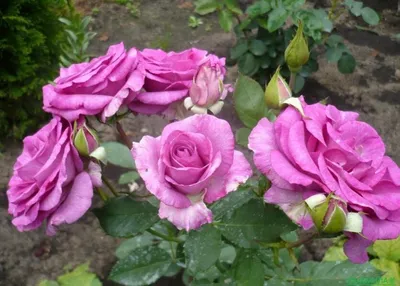 Блю парфюм роза на фото с различными возможностями загрузки