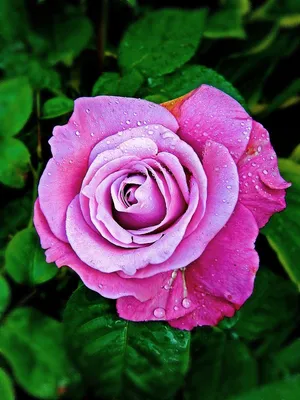 Изображение розы Блю парфюм с возможностью выбрать формат