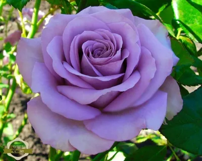 Изображение Блю парфюм роза в формате png
