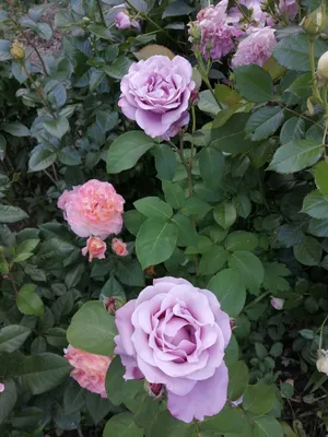 Фото Блю парфюм роза для скачивания в webp