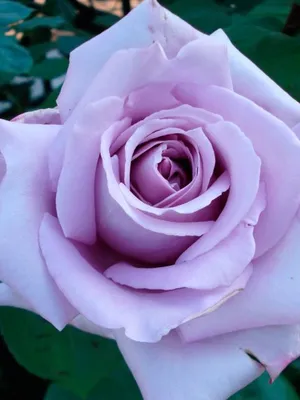 Фотка розы Блю парфюм с выбором размера изображения