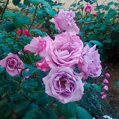 Изображение розы Блю парфюм в формате png с различными вариантами загрузки