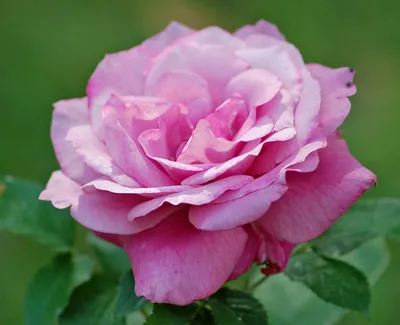 Фото розы Блю парфюм с возможностью выбора формата и размера
