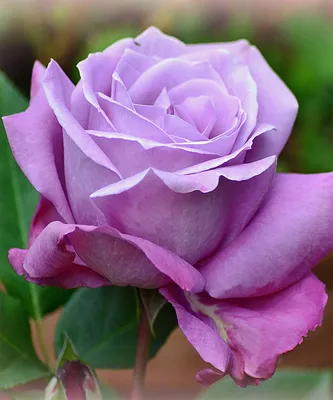 Фото розы категории Блю парфюм с возможностью скачать jpg