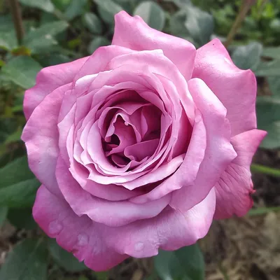 Блю парфюм роза на фото с выбором размера и формата изображения