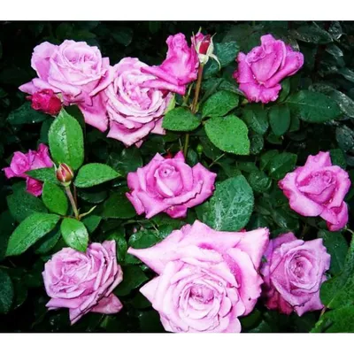 Изображение розы Блю парфюм в формате png с возможностью загрузки