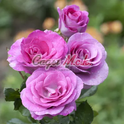 Фотка розы Блю парфюм с выбором размера изображения и формата