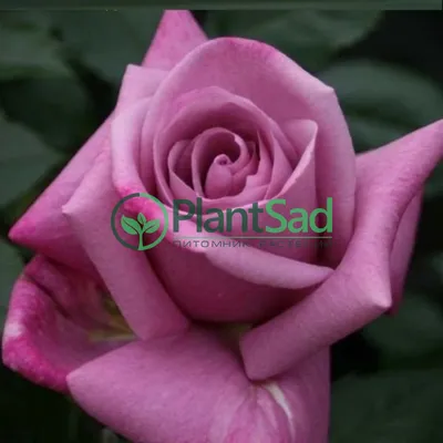 Изображение розы Блю парфюм в формате png с выбором размера