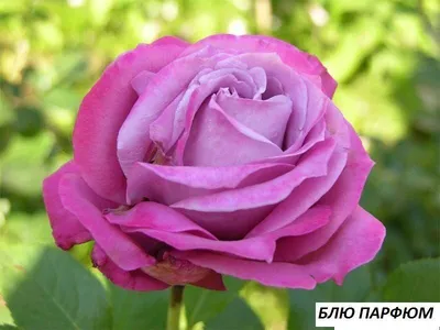 Фото розы Блю парфюм с возможностью скачать в webp