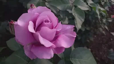 Фотография Блю парфюм роза для загрузки jpg