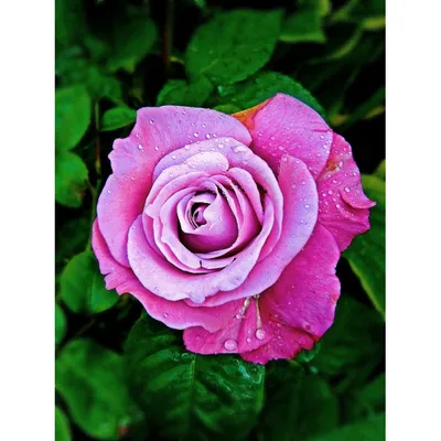 Блю парфюм роза на фото с различными вариантами скачивания png