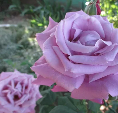 Изображение розы Блю парфюм с возможностью выбора формата загрузки