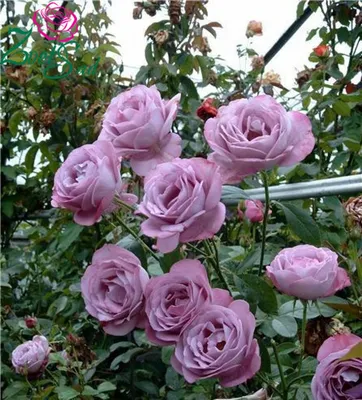 Картинка розы Блю парфюм для скачивания