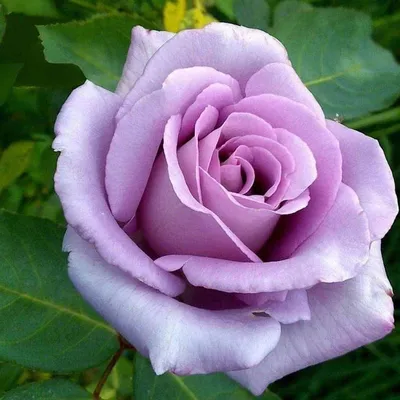 Фото Блю парфюм роза с различными вариантами скачивания webp