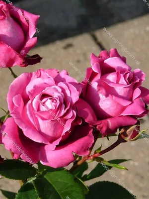 Фотка розы Блю парфюм с выбором размера и формата изображения