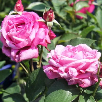 Изображение розы Блю парфюм в формате webp с выбором размера