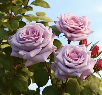 Фото розы Блю парфюм с возможностью скачать jpg