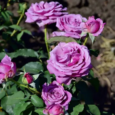Фотография Блю парфюм роза в формате webp