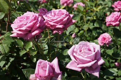 Фото розы категории Блю парфюм с выбором формата