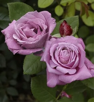 Изображение розы Блю парфюм с различными вариантами форматов