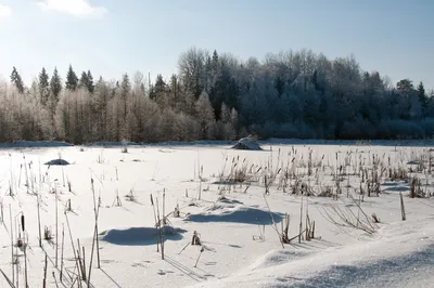 Бобр в зимнем лесу: Размер по вашему выбору (JPG)