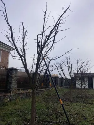 Фото на андроид Боярка дерево: обои для любителей природы