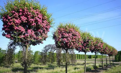 Фото боярышника дерева: красота, вдохновляющая сердце