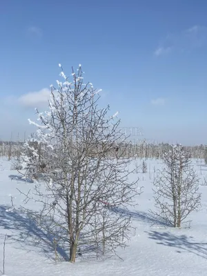 Боярышник зимой: изображения в высоком качестве