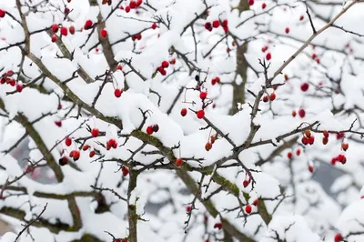 Зимний боярышник: удивительные фотографии в разных размерах