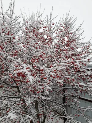 Боярышник зимой: качественные фото в JPG, PNG, WebP