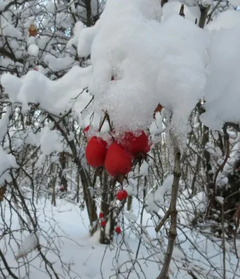 Фотографии зимнего боярышника на любой вкус