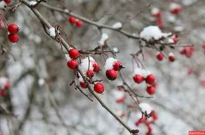 Зимний боярышник: прекрасные картинки для скачивания