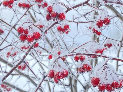 Уникальные изображения боярышника зимой для скачивания