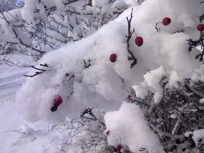 Фото боярышника в зимней атмосфере