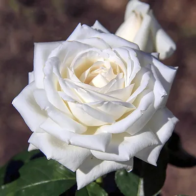 Боинг роза: огромное изображение в формате jpg