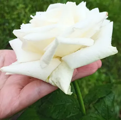 Изображение розы Боинг в формате png