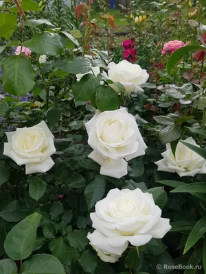 Боинг роза: великолепный снимок для любителей роз